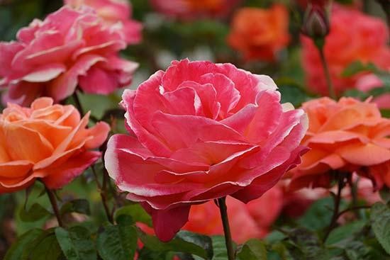 Sony Cyber Shot Rx100 Vii Sample Images Photography Blog