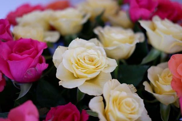 Fujifilm XC 35mm F2 Sample Images