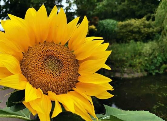 Honor 20 Pro Sample Images