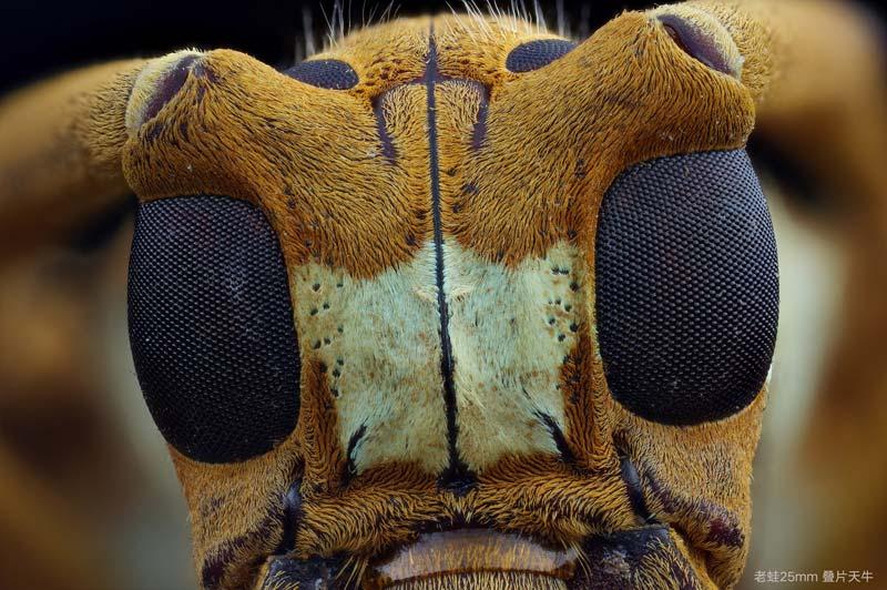 Laowa 25mm f/2.8 2.5-5X Ultra Macro Lens | Photography Blog